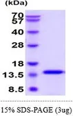 Human IL4 protein (active). GTX67067-pro
