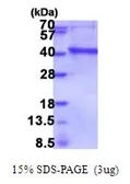 Human IMPAD1 protein, His tag (active). GTX67074-pro