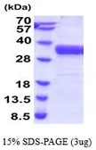 Human Kallikrein 13 protein, His tag (active). GTX67080-pro