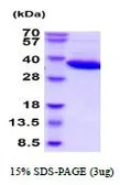 Human LDH-B protein (active). GTX67085-pro