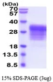 Human LIF protein, His tag (active). GTX67087-pro