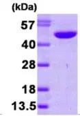 Human NDRG1 protein, His tag (active). GTX67094-pro