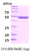 Human NSE protein (active). GTX67101-pro