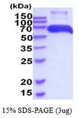 Human PDI protein, His tag (active). GTX67105-pro