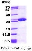 Human Peroxiredoxin 6 protein, His tag (active). GTX67109-pro