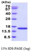 Human PHPT1 protein, His tag (active). GTX67120-pro