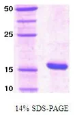 Human PIN1 protein (active). GTX67121-pro