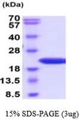 Mouse PIN1 protein, His tag (active). GTX67122-pro