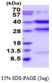 Human PP1C gamma protein, His tag (active). GTX67128-pro