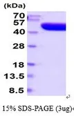 Human Prostatic Acid Phosphatase protein, His tag (active). GTX67141-pro
