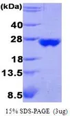 Human PRX III protein (active). GTX67146-pro