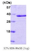 Human PTP1B protein (active). GTX67148-pro
