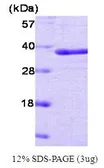 Human PTP1B protein (active). GTX67148-pro