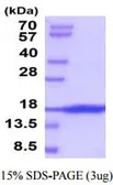 Human SCF protein (active). GTX67152-pro