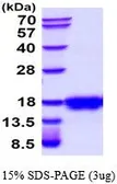 Mouse SCF protein (active). GTX67153-pro