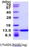 Human Thioredoxin protein (active). GTX67162-pro