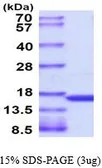 Human TNF alpha protein (active). GTX67164-pro