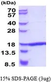 Human TNF alpha protein, His tag (active). GTX67165-pro