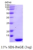 Human TXN2 protein (active). GTX67177-pro