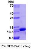 Human VEGF121 protein (active). GTX67186-pro
