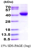 Human ADH5 protein, His tag. GTX67198-pro