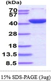 Human Annexin II protein, His tag. GTX67216-pro