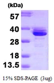 Human Annexin III protein. GTX67217-pro