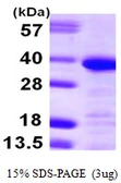 Human Annexin A13 protein, His tag. GTX67223-pro