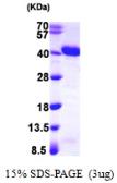 Human APE1 protein, T7 tag. GTX67225-pro