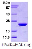 Human ARF3 protein, His tag. GTX67229-pro