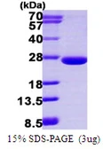 Human ARL3 protein, His tag. GTX67237-pro