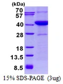 Human ASNA1 protein, His tag. GTX67240-pro