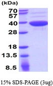 Human Aspartoacylase protein. GTX67242-pro