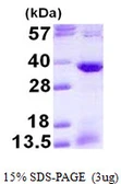 Human ATF1 protein, His tag. GTX67244-pro