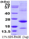 Human ATF3 protein. GTX67245-pro