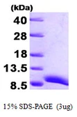 Human ATOX1 protein, His tag. GTX67247-pro