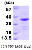 Human Bag1 protein. GTX67248-pro