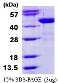 Human BCAT1 protein, His tag. GTX67249-pro