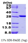 Human Carbonic Anhydrase III protein. GTX67258-pro