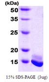 Human Calmodulin protein. GTX67262-pro