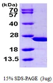Human CAPS protein, His tag. GTX67266-pro