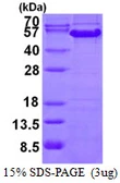 Human Cyclin A2 protein, His tag. GTX67272-pro