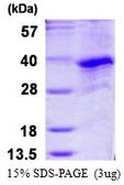Human Cyclin G1 protein, His tag. GTX67275-pro