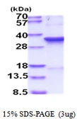 Human CDC2 protein, His tag. GTX67278-pro