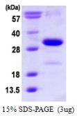 Human p21 Cip1 protein, His tag. GTX67288-pro