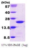 Human Cofilin 1 protein, His tag. GTX67294-pro