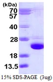 Human Cofilin 2 protein, His tag. GTX67295-pro