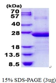 Human AP3S1 protein, His tag. GTX67303-pro