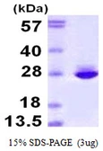 Human CNTF protein. GTX67312-pro