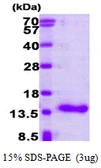 Human CRABP1 protein. GTX67314-pro